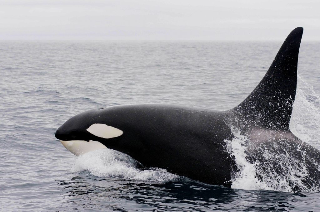 Orca im Ozean
