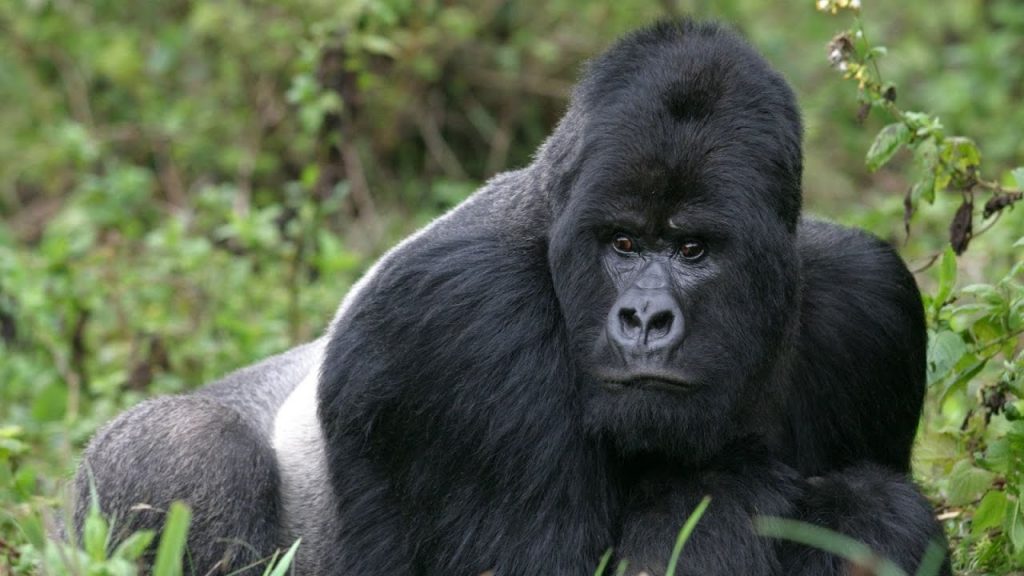 Gorilla