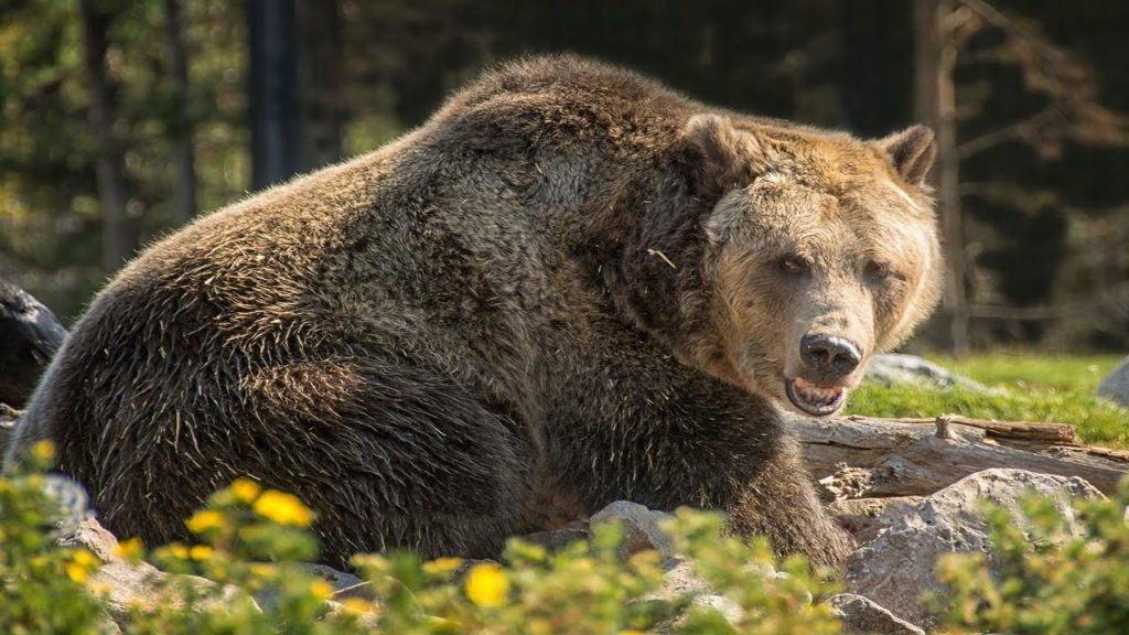 Grizzlybär