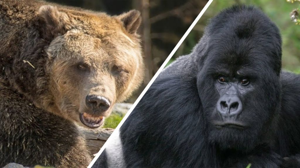 Gorilla Vs Grizzly