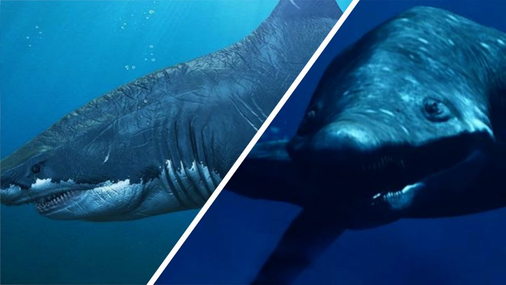 Megalodon Vs Predator X