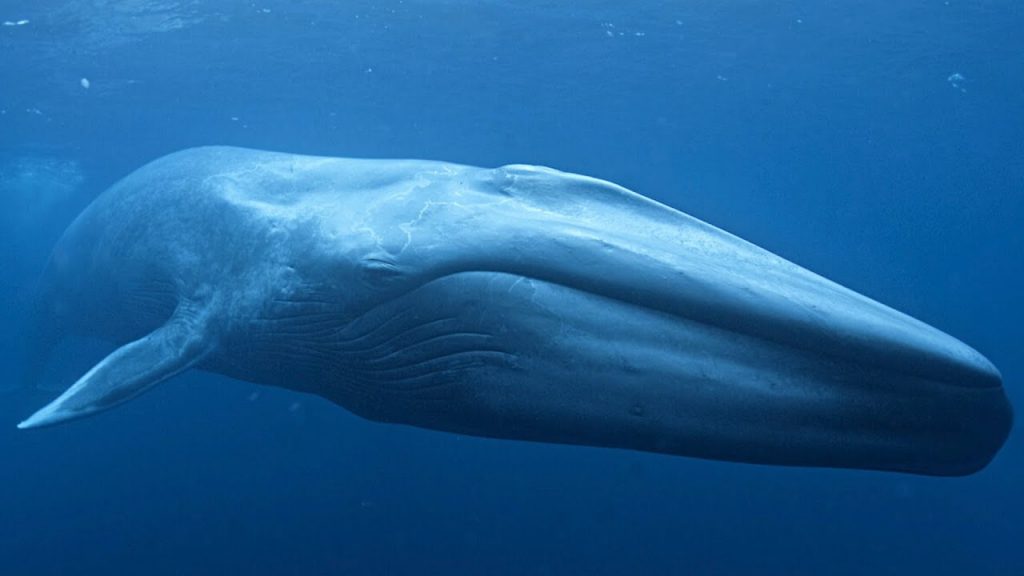 Blue Whale