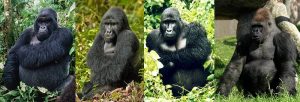 Gorilla Species Arten