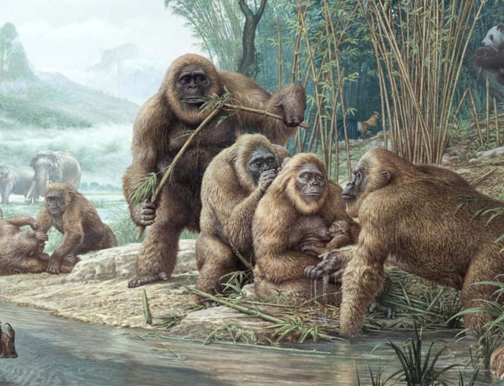Gigantopithecus