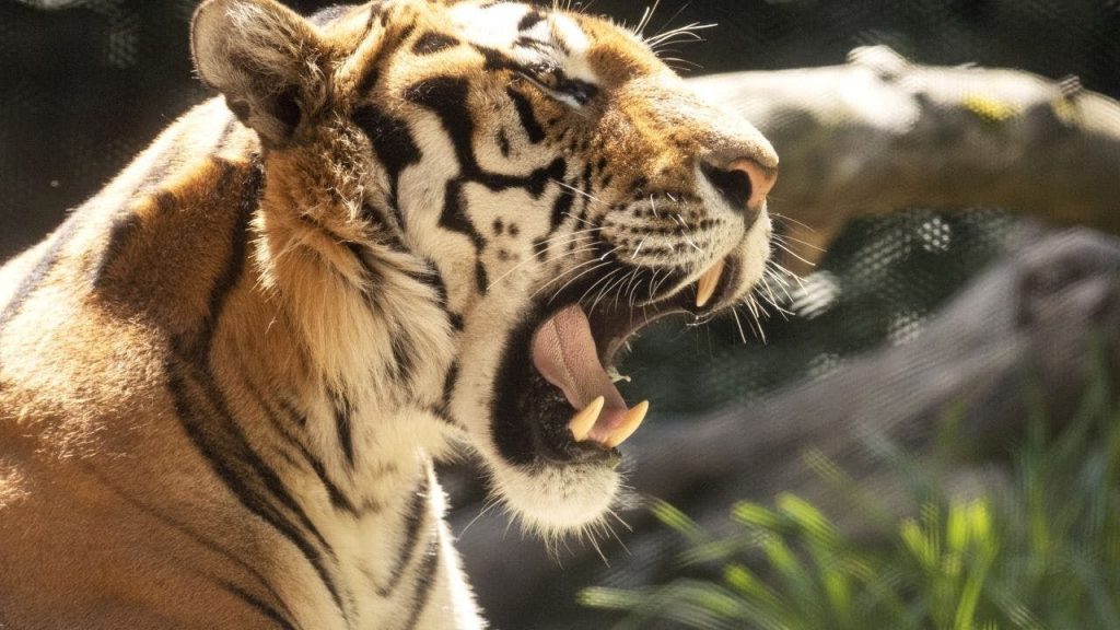 Tiger