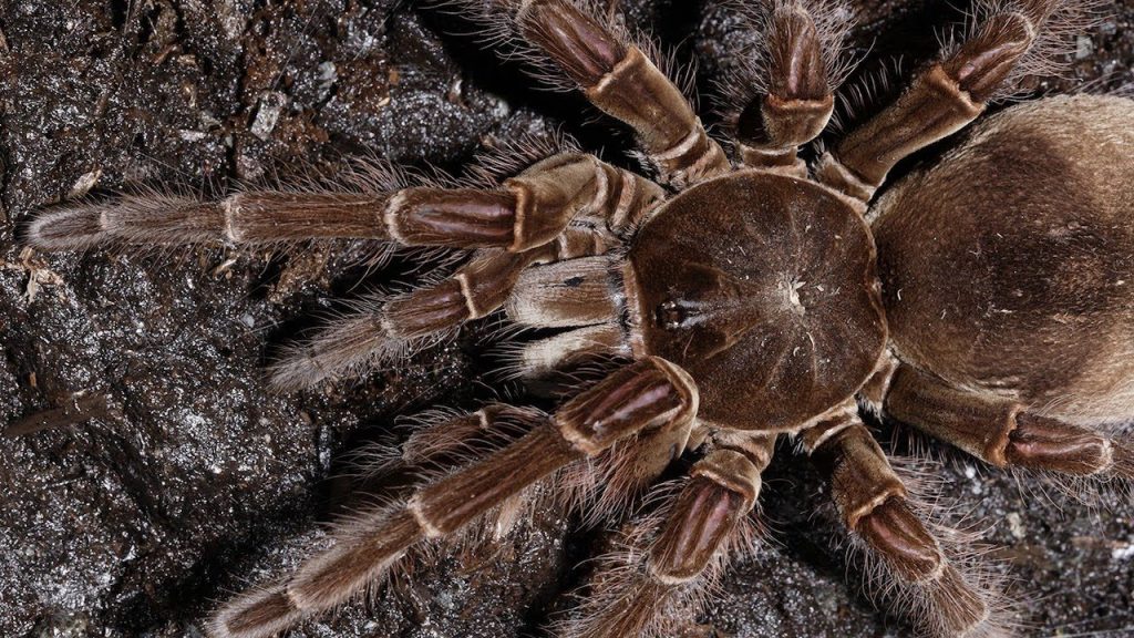 Vogelspinne