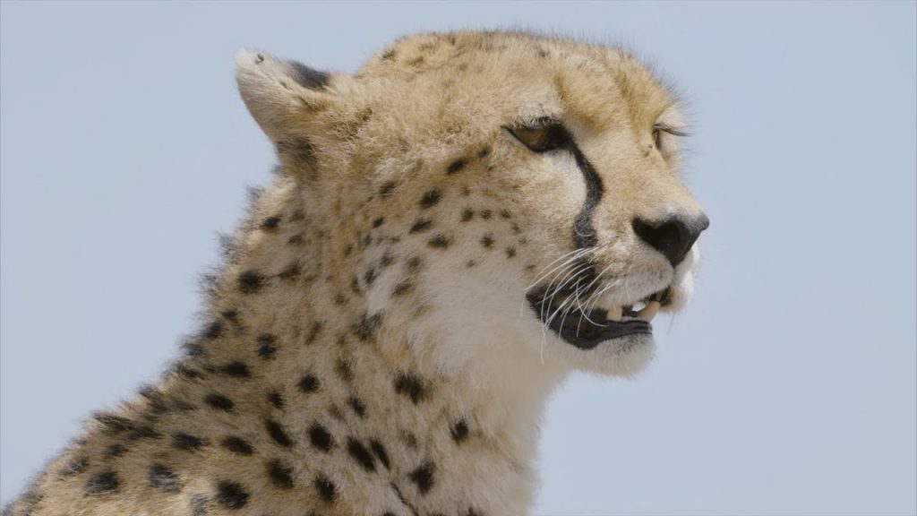 Gepard