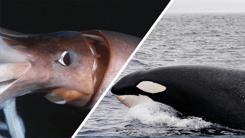 Orca vs Riesenkalmar