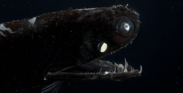 Welche Tiere Leben Im Marianengraben Mysteriöse Tiere, die im Marianengraben leben - Jinzo X