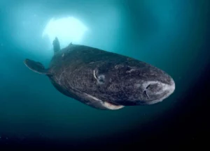 Grönlandhai