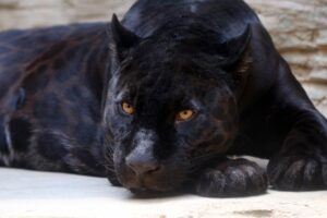 Schwarzer Jaguar Panther