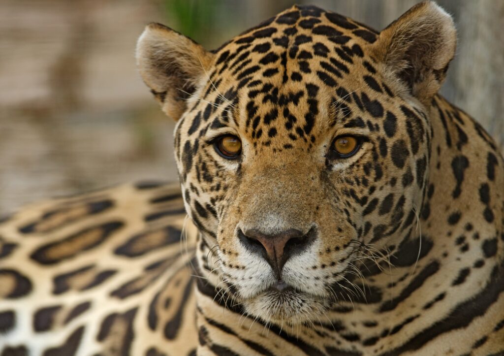 Jaguar am liegen