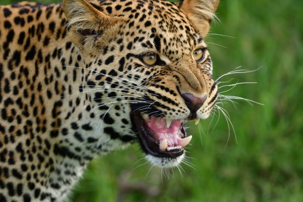 Leopard am brüllen