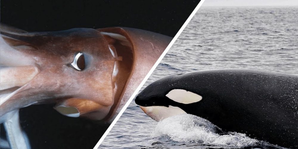 Orca vs Riesenkalmar